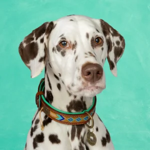 Beads Indi Moon Hondenhalsband M (Halsomvang 34-39 cm / 2,5 cm)