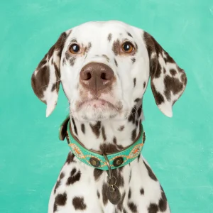 Urban Janis Hondenhalsband M (Halsomvang 34-39 cm / 2,5 cm)