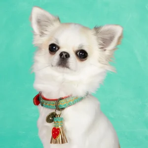 Coco Noël Halsband XXS (Halsomvang 22-24 cm / 2 cm)