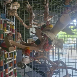 Single perch with toy