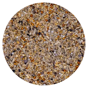 Vaesen Mozambiquesijzen/Geelbuik Cini (240)