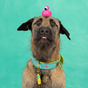 Chogogo Hondenhalsband L (Halsomvang 40-47 cm / 4 cm)