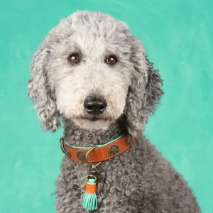 Urban Hondenhalsband L (Halsomvang 40-47 cm / 4 cm)