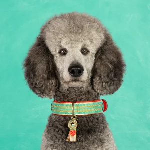 Coco Noël Hondenhalsband XL (Halsomvang 48-57 cm / 4 cm)