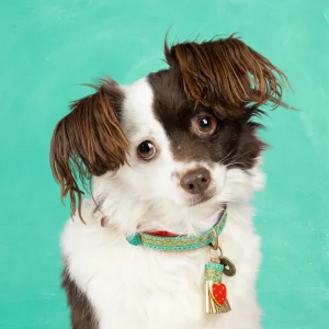 Coco Noël 2 cm Halsband XS (Halsomvang 25-29 cm / 2 cm)