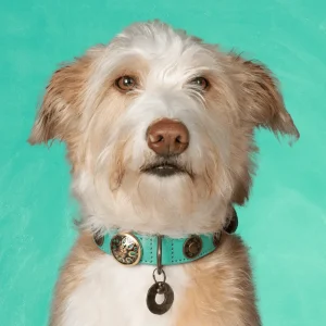 Urban Rebel Hondenhalsband M (Halsomvang 34-39 cm / 2,5 cm)