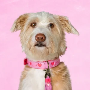 Sweety Hondenhalsband XXL (Halsomvang 58-65 cm / 4 cm)