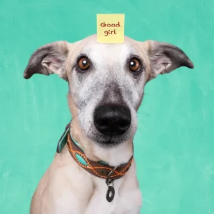 Urban Joplin Hondenhalsband S (Halsomvang 30-33 cm / 2,5 cm)