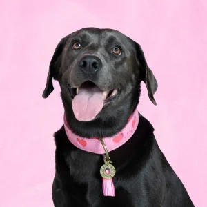 Sweety Hondenhalsband L (Halsomvang 40-47 cm / 4 cm)