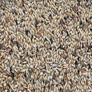 Kanarie met Perilla Birdshop Eindhoven