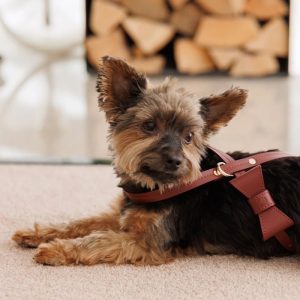 Elegance hondenharnas met strik