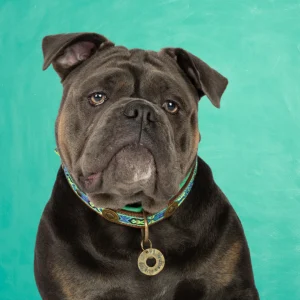 Boho Juan Hondenhalsband L (Halsomvang 40-47 cm / 2,5 cm)