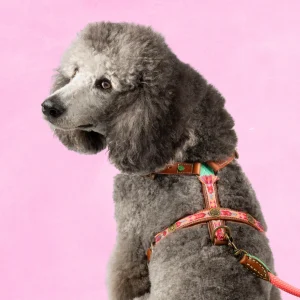 Boho Rosa Tuigje L  (63-76 cm)