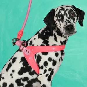 Sweety Hondentuigje  Maat 8 (65 - 68 cm)