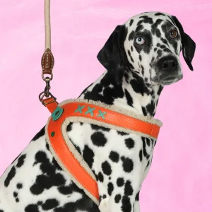 Jottum Orange Hondentuigje Maat 8 (62,5 - 69 cm)