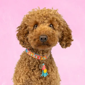 Indian Summer Hondenhalsband XS (Halsomvang 25-29 cm / 2 cm)