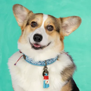 Dutchie Hondenhalsband L (Halsomvang 40-47 cm / 2,5 cm)