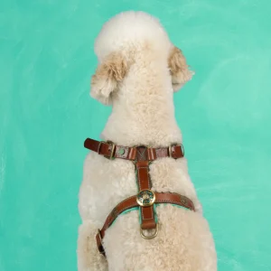 Rock Tuigje L  (63-76 cm)