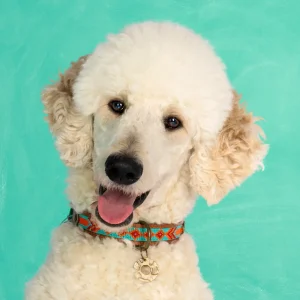 Beads Paddy Lee Hondenhalsband L (Halsomvang 40-47 cm / 2,5 cm)