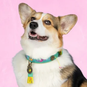 Chogogo Hondenhalsband L (Halsomvang 40-47 cm / 2,5 cm)