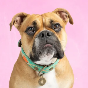 Urban Janis Hondenhalsband L (Halsomvang 40-47 cm / 4 cm)