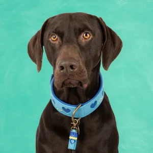 Sky Hondenhalsband L (Halsomvang 40-47 cm / 4 cm)