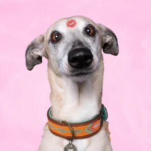 Beads Tiger Lily Hondenhalsband L (Halsomvang 40-47 cm / 4 cm)