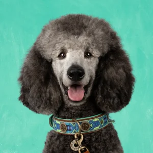 Boho Juan Hondenhalsband L (Halsomvang 40-47 cm / 4 cm)