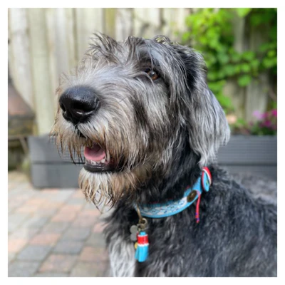 Dutchie Hondenhalsband L (Halsomvang 40-47 cm / 2,5 cm) - Afbeelding 4