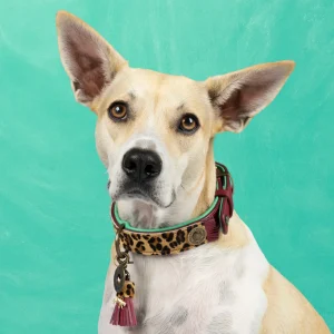 Lou Lou Hondenhalsband M (Halsomvang 34-39 cm / 2,5 cm)