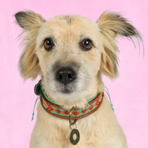 Beads Paddy Lee Hondenhalsband M (Halsomvang 34-39 cm / 2,5 cm)