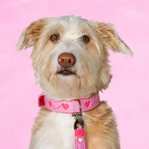 Sweety Hondenhalsband M (Halsomvang 34-39 cm / 2,5 cm)