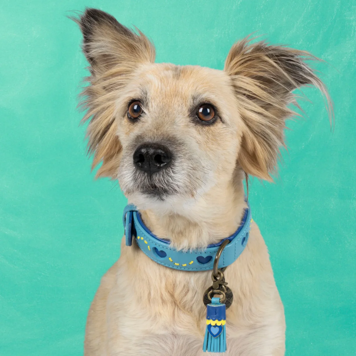 Sky Hondenhalsband S (Halsomvang 30-33 cm / 2 cm) - Afbeelding 5