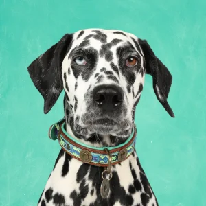 Boho Juan Hondenhalsband M (Halsomvang 34-39 cm / 2,5 cm)