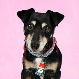 Dutchie Hondenhalsband S (Halsomvang 30-33 cm / 2 cm)