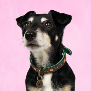 Urban Joplin Hondenhalsband S (Halsomvang 30-33 cm / 2 cm)