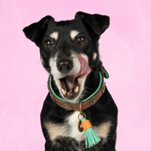 Urban Hondenhalsband S (Halsomvang 30-33 cm / 2 cm)