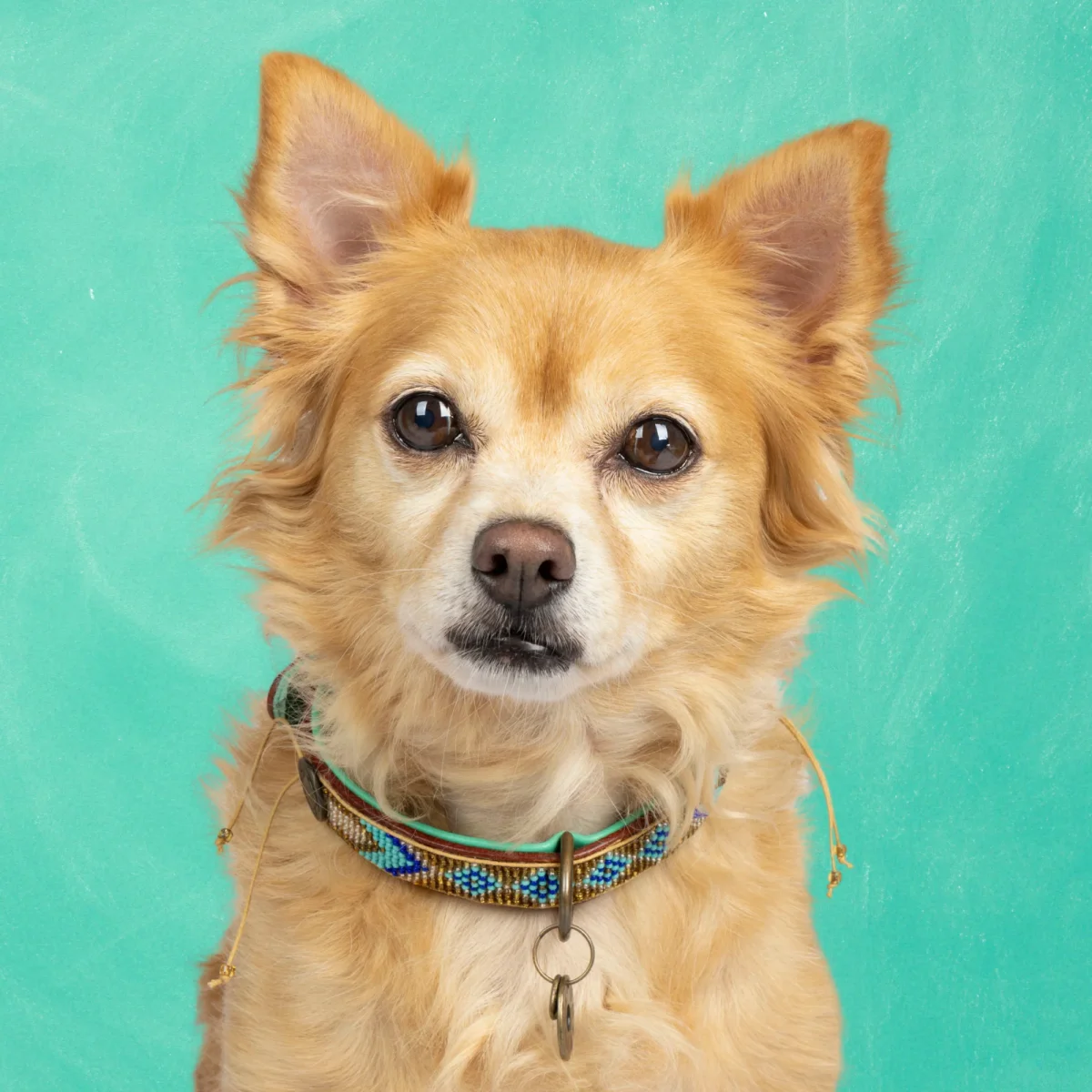 Beads Indi Moon Hondenhalsband S (Halsomvang 30-33 cm / 2 cm)