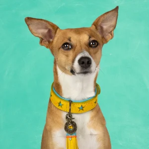 Urban Blue Star Hondenhalsband S (Halsomvang 30-33 cm / 2,5 cm)