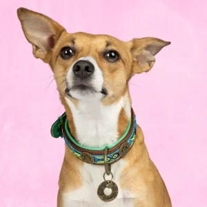 Boho Juan Hondenhalsband S (Halsomvang 30-33 cm / 2 cm)