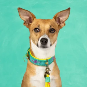 Chogogo Hondenhalsband S (Halsomvang 30-33 cm / 2,5 cm)