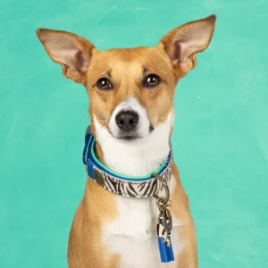 Dandy Hondenhalsband S (Halsomvang 30-33 cm / 2,5 cm)