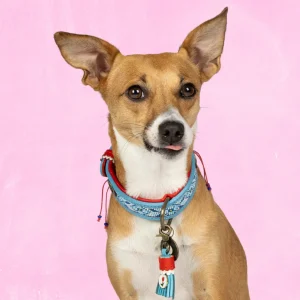 Dutchie Hondenhalsband S (Halsomvang 30-33 cm / 2,5 cm)