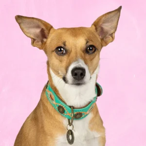 Urban Janis Hondenhalsband S (Halsomvang 30-33 cm / 2,5 cm)