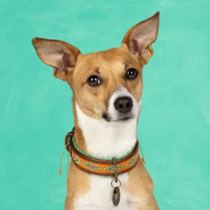 Beads Tiger Lily Hondenhalsband S (Halsomvang 30-33 cm / 2,5 cm)