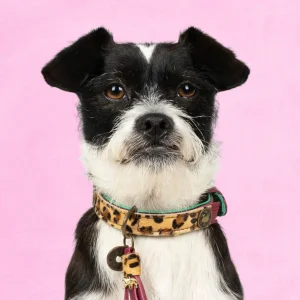 Lou Lou Hondenhalsband S (Halsomvang 30-33 cm / 2 cm)