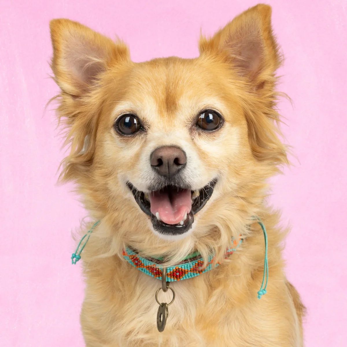 Beads Paddy Lee Hondenhalsband S (Halsomvang 30-33 cm / 2 cm) - Afbeelding 2