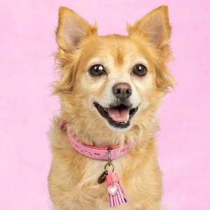 Sweety Hondenhalsband S (Halsomvang 30-33 cm / 2 cm)