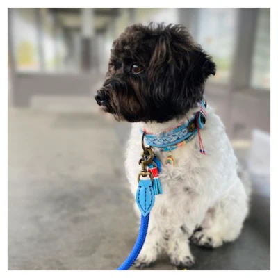 Dutchie Hondenhalsband XS (Halsomvang 25-29 cm / 2 cm) - Afbeelding 5