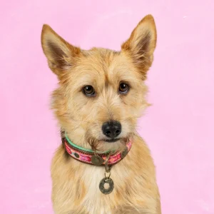 Boho Rosa Hondenhalsband S (Halsomvang 30-33 cm / 2,5 cm)